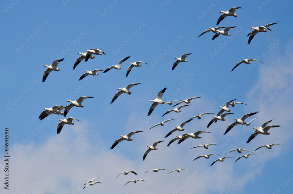 Flock of Snow Geese Flying Through the Sky
