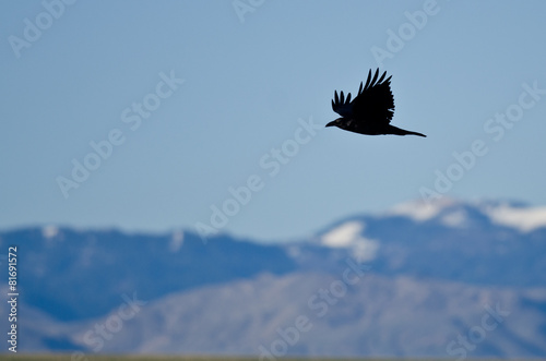 Black Common Raven and Snow Covered Mountains