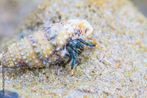 Hermit Crab in a screw shell