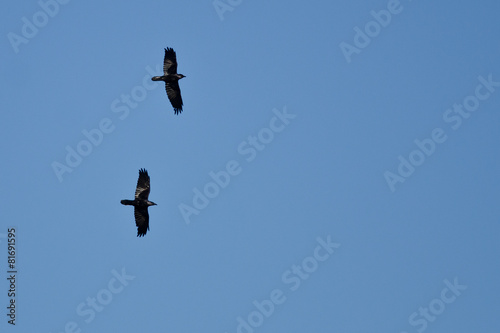 Two Black Ravens Flying in a Blue Sky