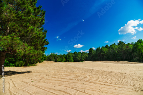 Sandy Clearing in Forest Landscape Scene
