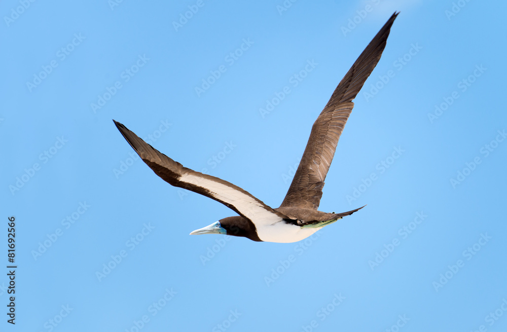 Fototapeta premium Brown Booby in Flight, Great Barrier Reef, AU