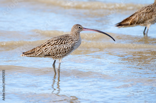 Eastern Curlew - Queensland, Australia