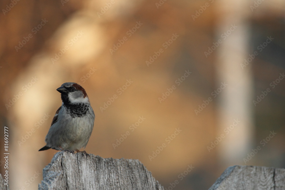 Naklejka premium House Sparrow On Wooden Fence