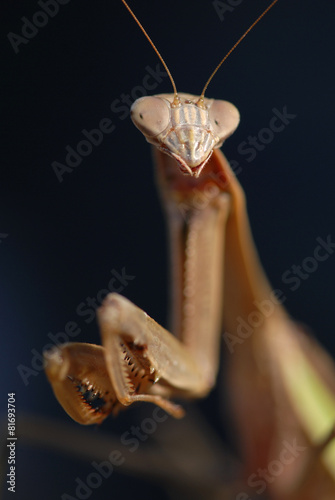 Tenodera aridifolia photo