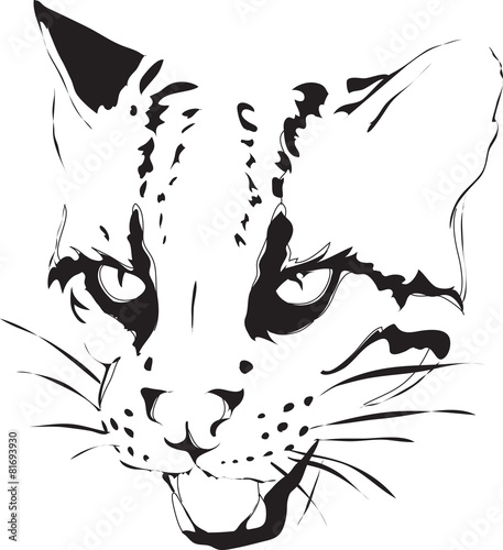 leopardo