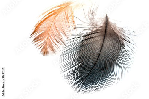 bird feathers isolated