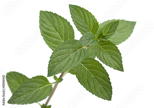 Peppermint leaf colseup on white