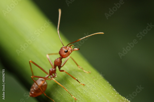Ants walk on twigs in the garden of Thailand. © chenhawnan