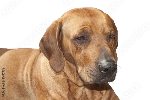 Rhodesian ridgeback  sad sight  detail  Isolated on white