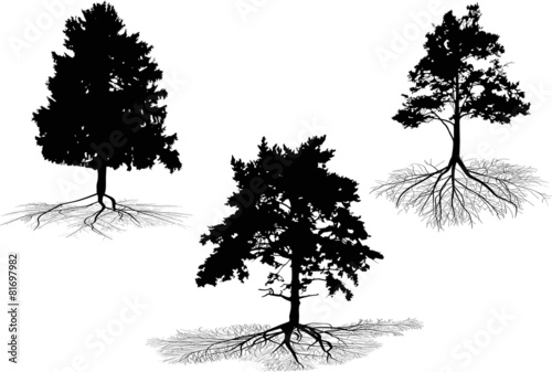 three pine trees with root silhouettes