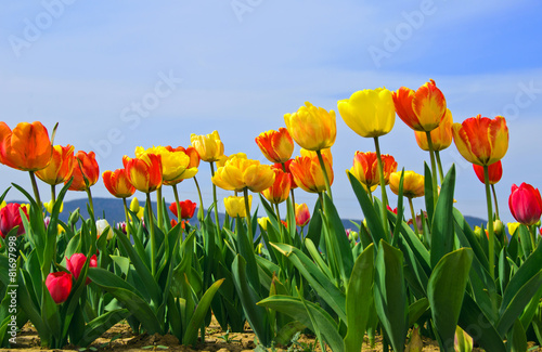 Springtime  Colorful tulips with blue sky   