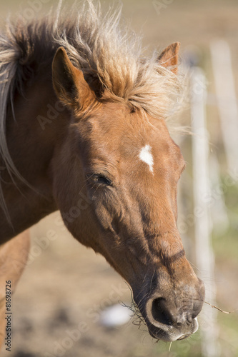 Pferd, wildpferd, Reiten  © thombach