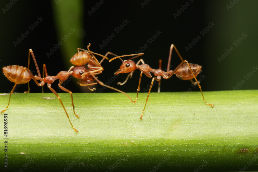 Ants walk on twigs in the garden of Thailand.
