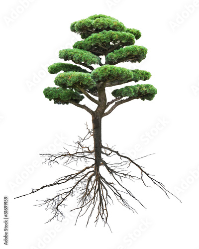 bonsai green pine with root on white