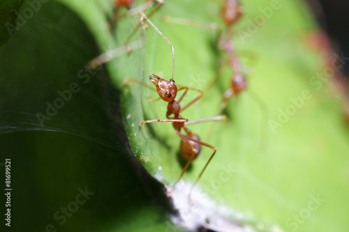 Ants walk on leaf in the garden of Thailand. © chenhawnan