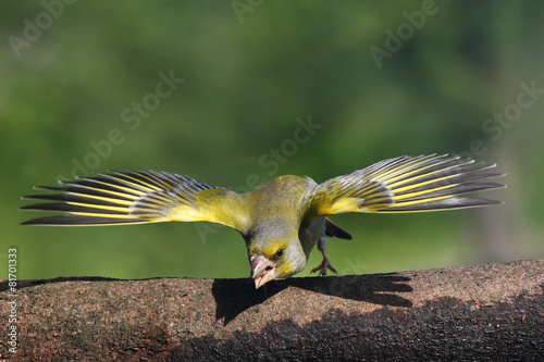 Carduelis chloris photo