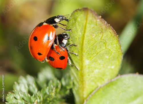 Obraz na plátně ladybird insects pair mating