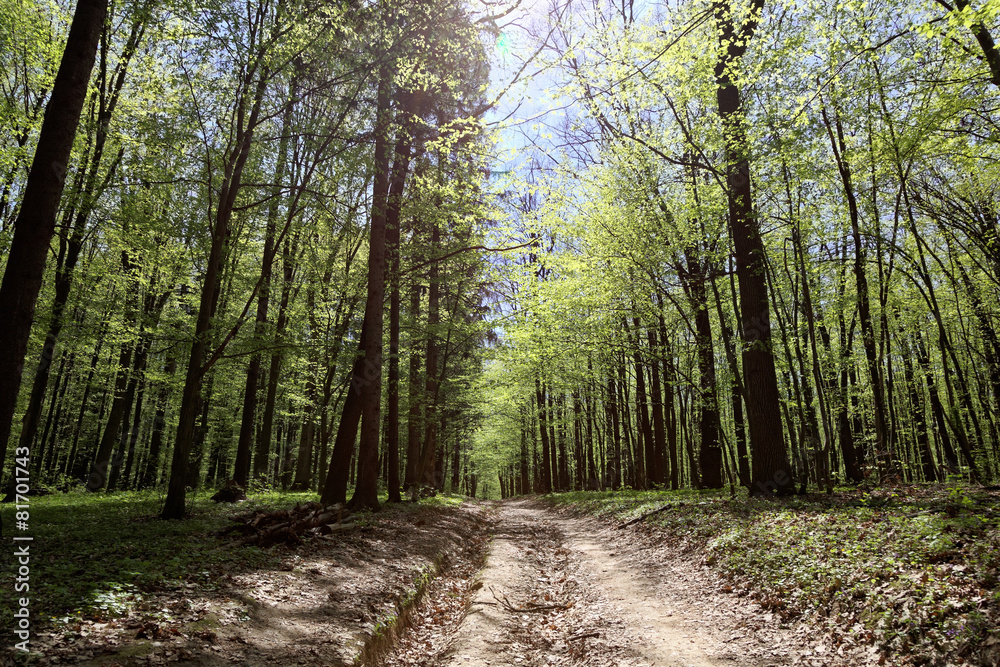 Fototapeta premium Zielony las liściasty w słoneczny dzień.