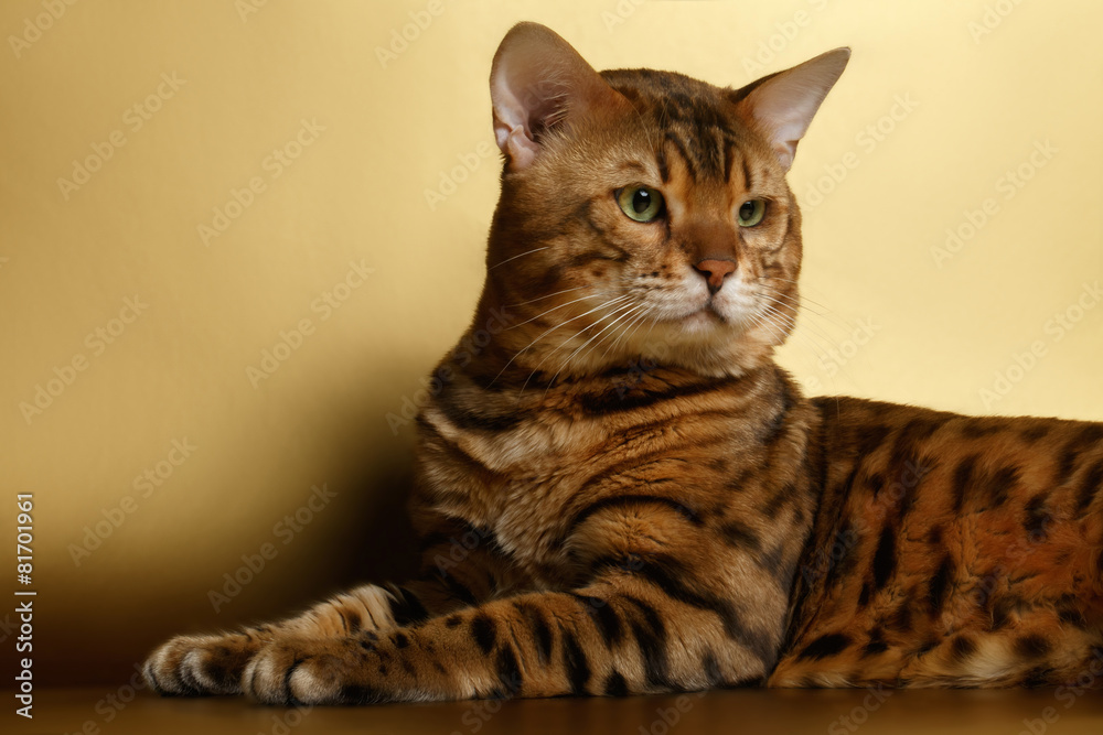 Bengal Cat on Gold background and Looking back Bengal Cat on Gold background and Looking back