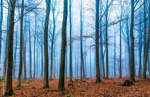 Zauber Wald im nebel in blau und orange