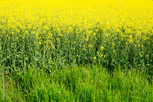 rapeseed field © UMB-O