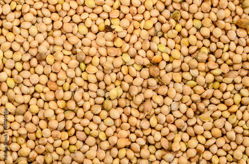 sorghum sorghum