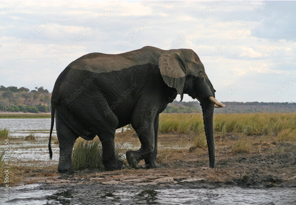 Fototapeta premium Elephant in the river