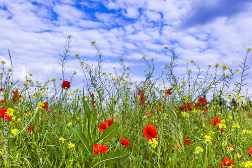meadow with poppys flowers under blue sky