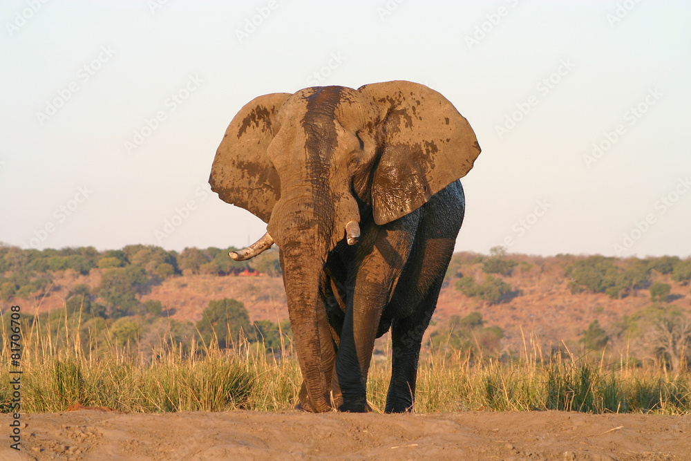 Obraz premium Big old elephant