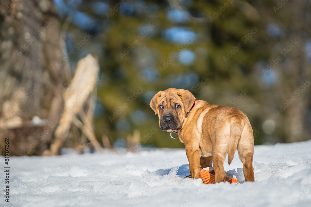 Fototapeta premium Shar-Pei Hundewelpen