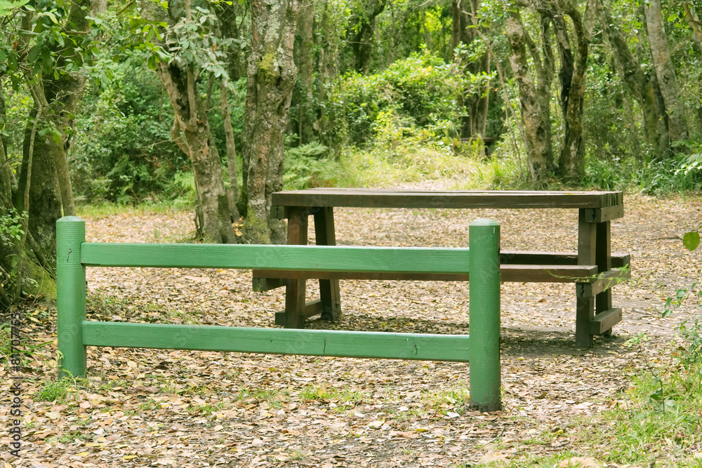 Composition with bench in green light forest