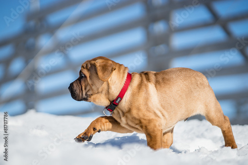 Sahr-Pei Hundewelpe © Thomas Kirchmaier