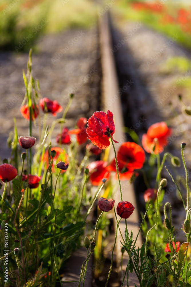 Fototapeta premium LA FORZA DELLA NATURA. Papaveri su binario.ITALIA
