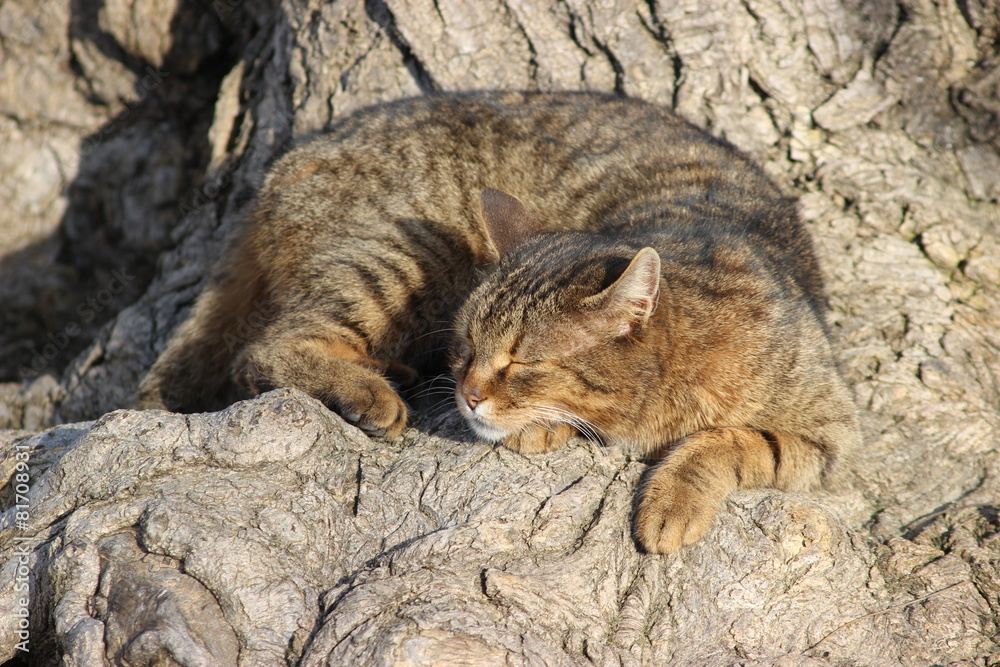 Fototapeta premium Chat qui dort