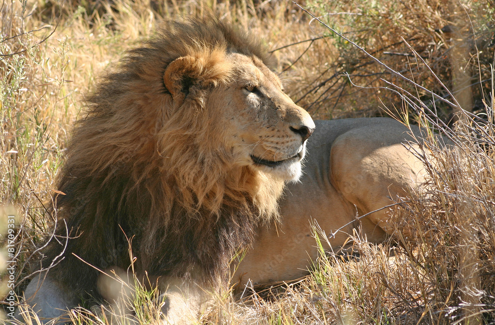 Fototapeta premium Lion resting, Botswana