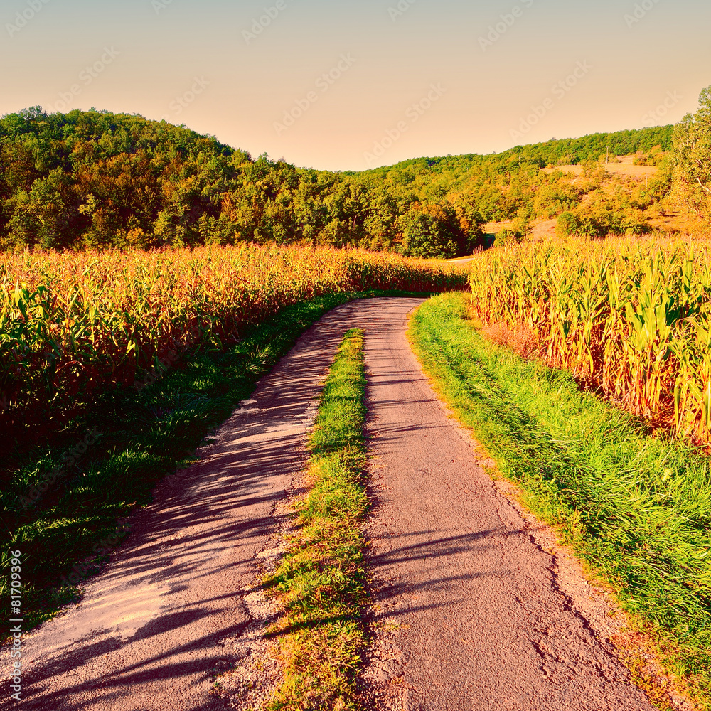 Obraz premium Plantation