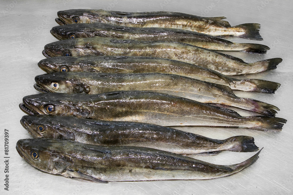 fresh atlantic hakes merluccius merluccius on steel exhibitor fresh atlantic hakes merluccius merluccius on steel exhibitor