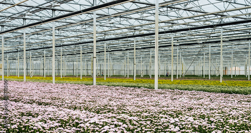 Slika na platnu Glasshouse of a cut flower nursery with blooming chrysanthemums
