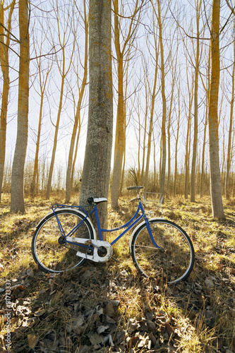 antique bicycle in poplars field at sunrise