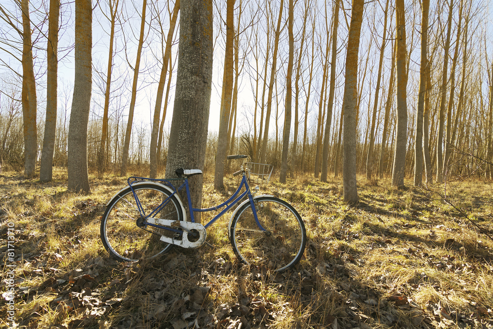 antique bicycle in poplars field at sunrise