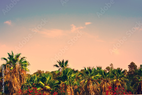 Date palm plantation