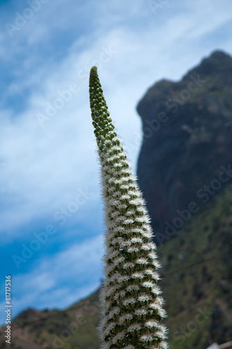 Echium simplex photo