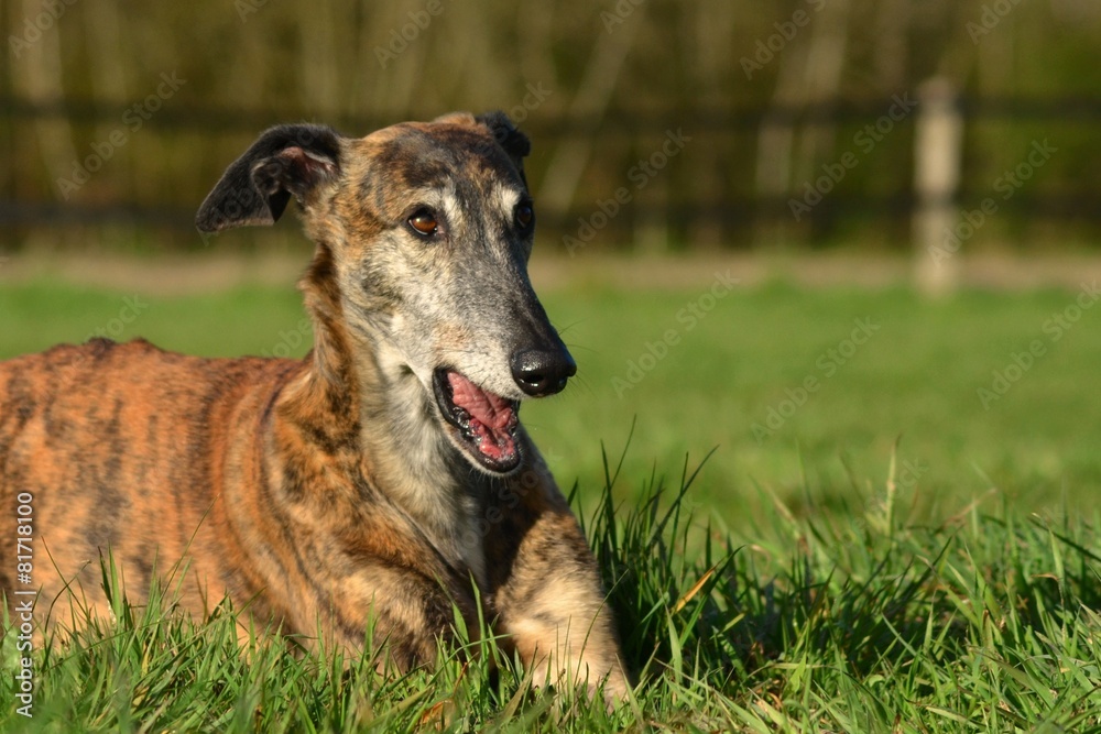 Galgo Espanol Portrait Galgo Espanol Portrait