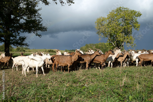 Goats Herd