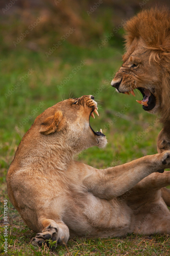 Naklejka premium lions