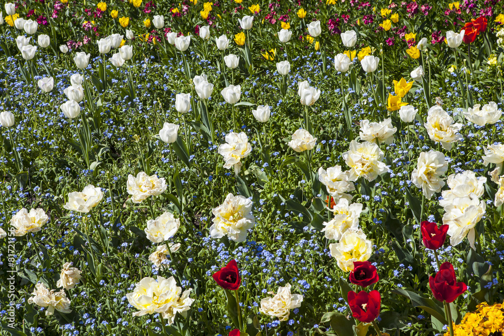 Flowers in St. James's Park in London