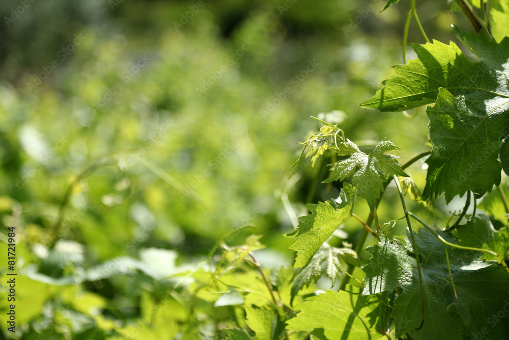 Background with a grapevine Background with a grapevine