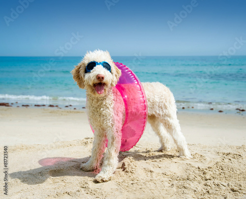 Hund mit Schwimmreifen am Strand © grafikplusfoto