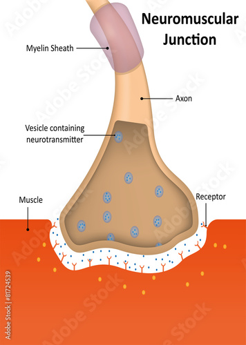 фотографія Neuromuscular Junction Labeled Diagram
